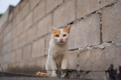 Low angle portrait of cat on wall