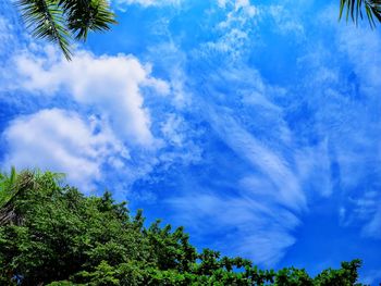 Low angle view of trees against blue sky