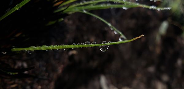 Close-up of water drops on plant