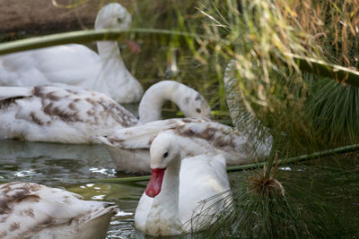 View of swan swimming in lake