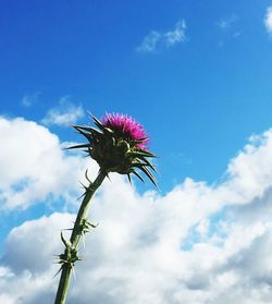 Low angle view of flowers against sky