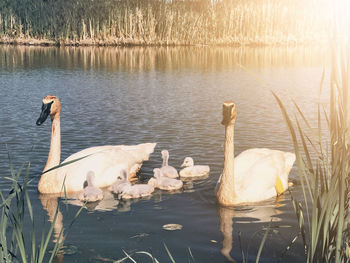 Swan floating on lake