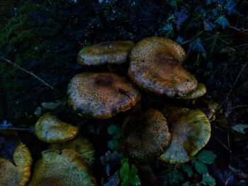 Close-up of mushrooms on rock