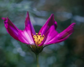 Close-up of pink lotus water lily