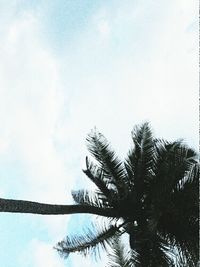 Low angle view of palm tree against sky