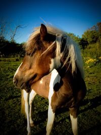 Portrait of sheep grazing on field