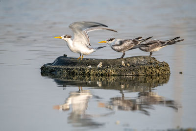 Birds perching on a lake