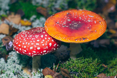fungus