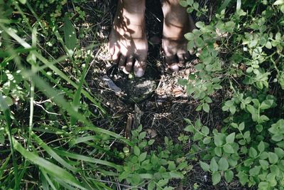 Plant growing in park