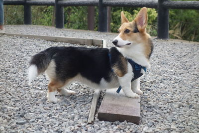 View of a dog looking away