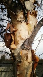 Close-up of lizard on tree
