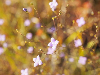 Close-up of white cherry blossom tree