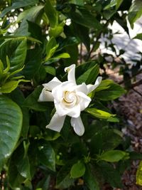 Close-up of white rose blooming outdoors