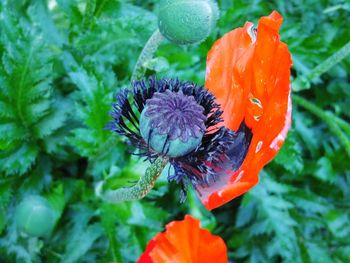 Close-up of red flower