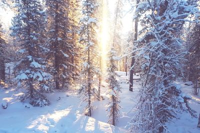 Snow covered trees in forest