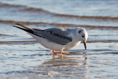 Close-up of seagull on beach