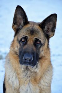 Close-up portrait of dog against sky