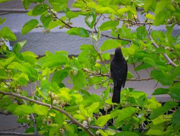 Bird perching on a tree