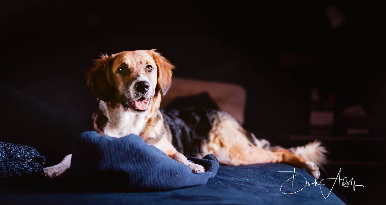 dog, canine, pets, domestic, one animal, domestic animals, mammal, relaxation, vertebrate, indoors, portrait, looking at camera, lying down, no people, looking, close-up, home interior, mouth open