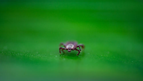 Close-up of spider