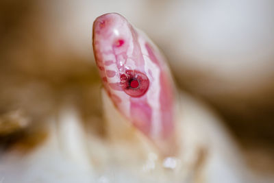 High angle view of pink flower on table