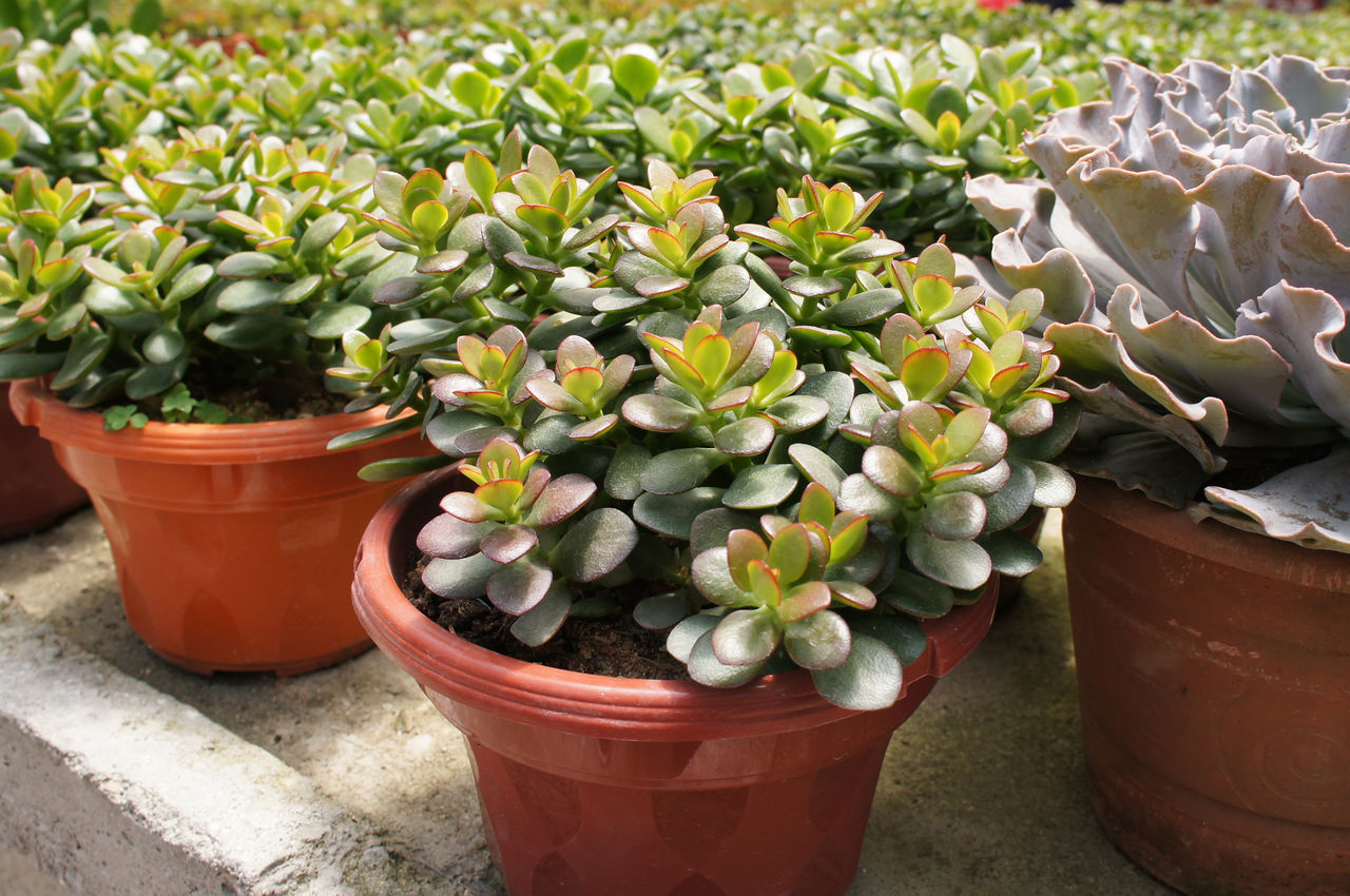 HIGH ANGLE VIEW OF SUCCULENT PLANTS IN POT