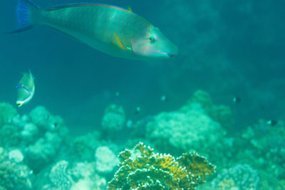 Fish swimming in sea