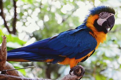 Close-up of parrot perching on branch