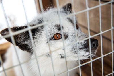 Close-up of a cat in cage