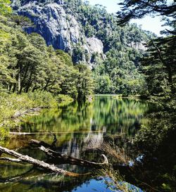 Scenic view of lake in forest