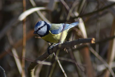 Close-up of bird perching on branch