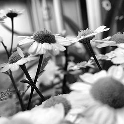 Close-up of flowers blooming outdoors