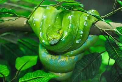 Close-up of lizard on plant