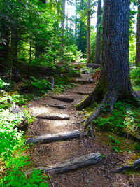 Trees in forest