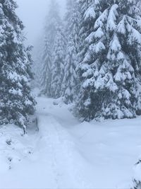 Snow covered pine trees in forest