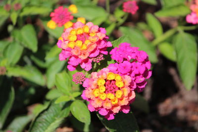 Close-up of pink flowering plant