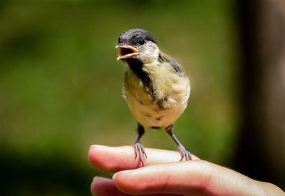 Close-up of bird