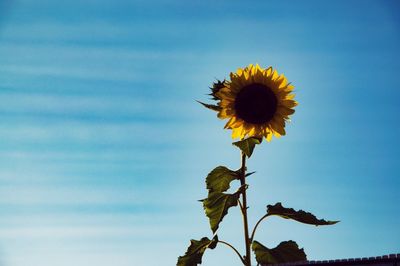 Low angle view of sunflower against sky