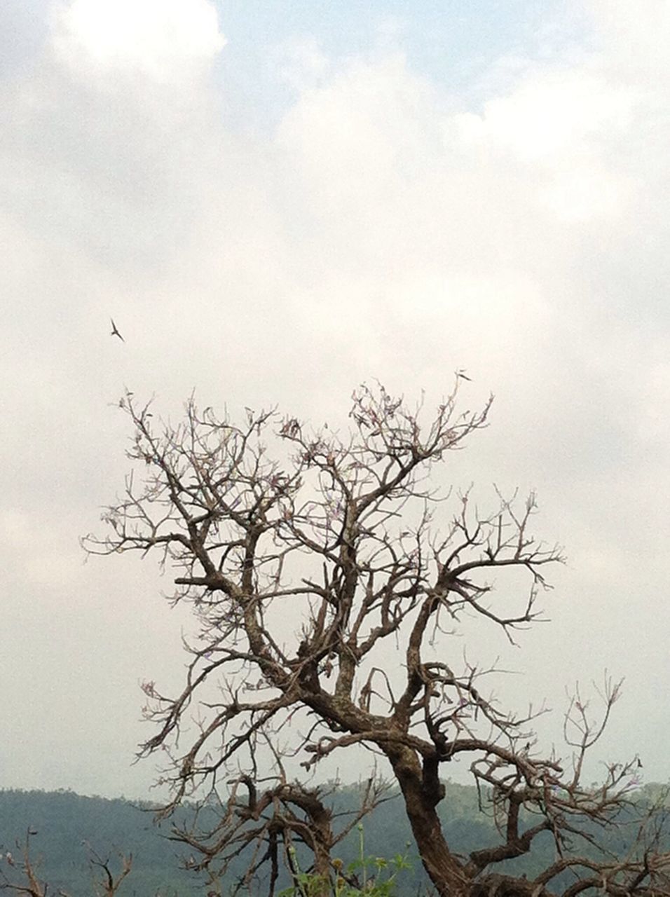 bare tree, branch, tree, low angle view, sky, bird, tranquility, nature, scenics, tranquil scene, beauty in nature, cloud - sky, animal themes, silhouette, wildlife, animals in the wild, outdoors, day, no people, cloud