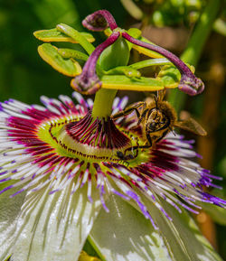 Close-up of bee pollinating on purple flower