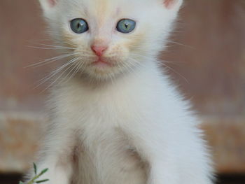 Close-up portrait of a cat