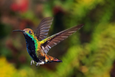 Close-up of flying hummingbird