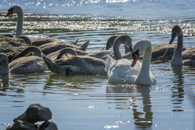 View of swans swimming in lake