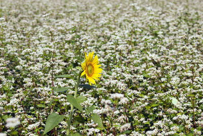 Close-up of yellow flowering plant on field