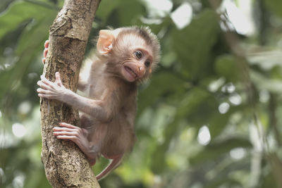 Cute monkeys and where they life in nature