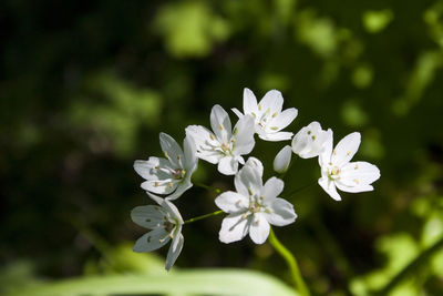 Close-up of white flowering plant