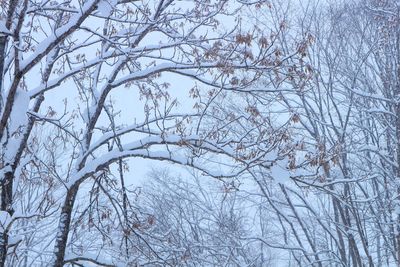 Close-up of bare tree during winter