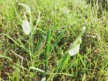 Close-up of grassy field