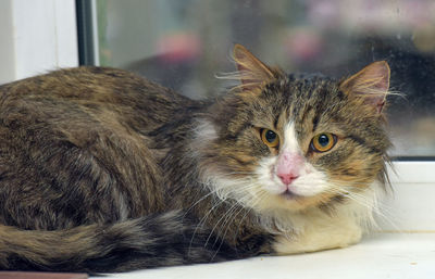 Close-up portrait of a cat