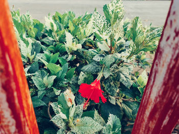 High angle view of red flowering plant